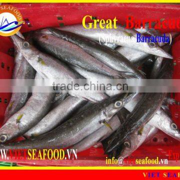 FROZEN BARRACUDA FISH WHOLE ROUND