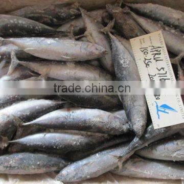 NEW ARRIVAL FROZEN BONITO