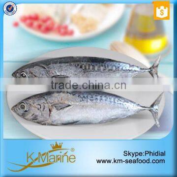 Hot Selling 18 Months Shelf Life Cleaned Bonito photo-2