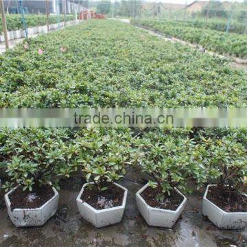 Rhododendron Simsii Bonsai photo-2