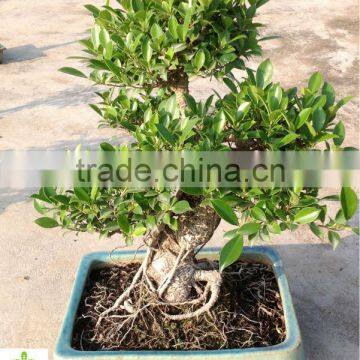 Ficus Microcarpa 35cm Pot Bonsai Tree photo-2
