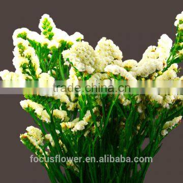 factory directly sale flower bouquet holder Statice popular fresh flower for anniversary