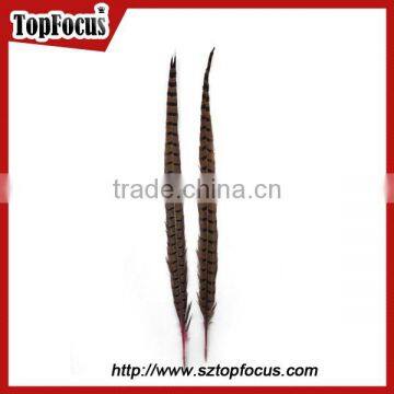 High Quality for Showgirl Carnival Costume Ringneck Tail Pheasant Feathers photo-3