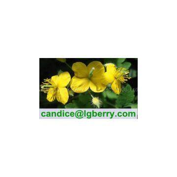 Gmp Factory Supplier of Celandine Extract Chelidonine