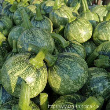 Early Maturity Zucchini Seed Round Green F1 Hybrid Squash/zucchini Seeds No.80 photo-2