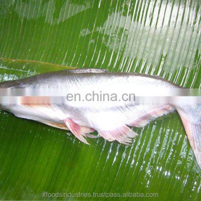 Frozen Pangasius (Pangasius Hypophthalmus) photo-2