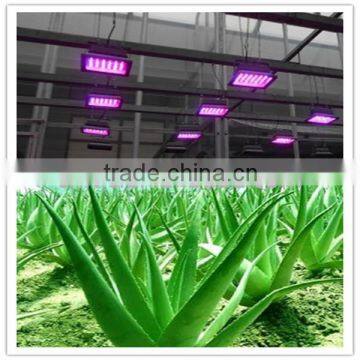 20W Greenhouse LED Plant Light for Growing Tomato, Lettuce, Vegetable, Flower, Orchid, Medicinal Plants photo-4