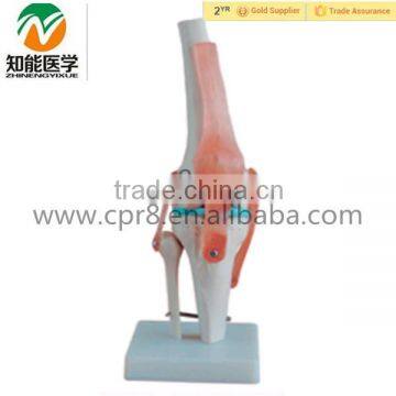 Artificial Natural size anatomical skeleton model, human knee joint model                        
                                                Quality Choice