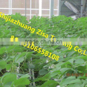 plastic plant tray greenhouse strawberry cultivation tray