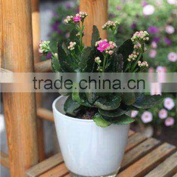 Garden suppliers attractive colorful glass flower pot