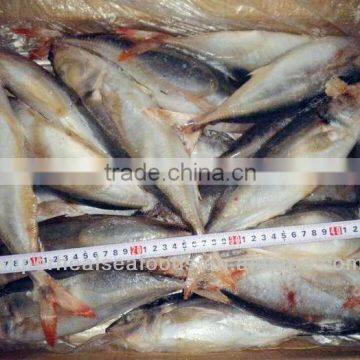 Decapterus kurroides/Horse mackerel