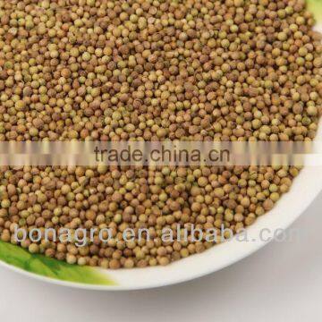 Chinese coriander seeds