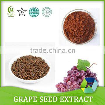 100% natural Proanthocyanidins OPC95% grape seed extract powder