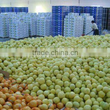 Citrus Fruits New Crop Wholesale Prices of Pomelo photo-2