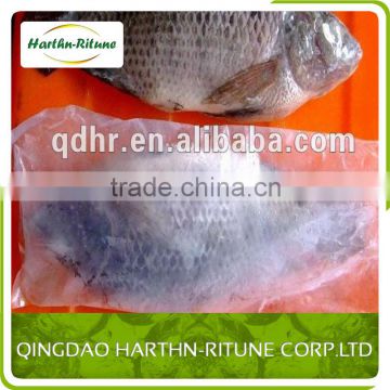 Frozen Tilapia Whole Round / Frozen Fish