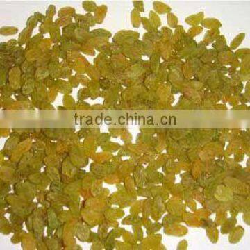 SEEDLESS GREEN RAISIN FROM INDIA