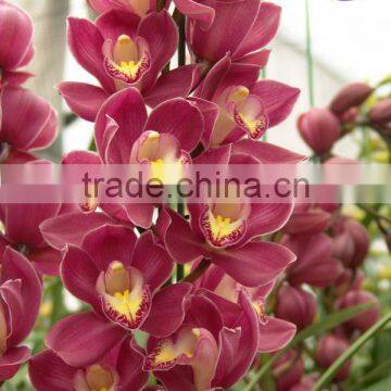 Cymbidium flower