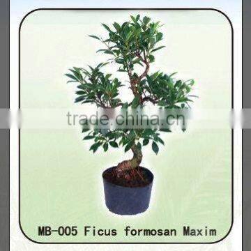 evergreen ficus