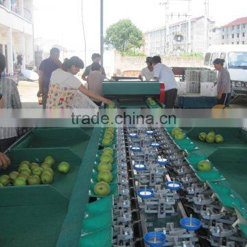 Apple Grading Machine Sorter Grader