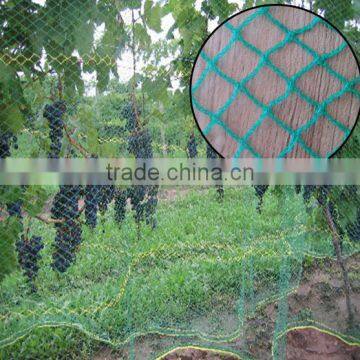 high strength HDPE vineyard Anti Bird netting / bird protection netting