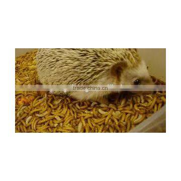 Freeze Dried Mealworms