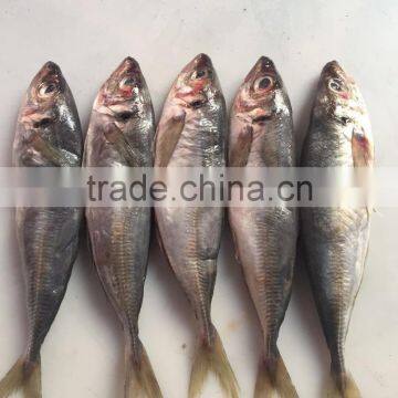 2016 Newly Fresh Frozen Horse Mackerel 5-6pcs/kg photo-3