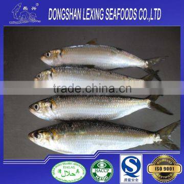 BQF frozen sardine fish