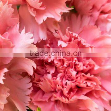 Cut Fresh Pink Big Muma Carnation Flowers In Very Low Price