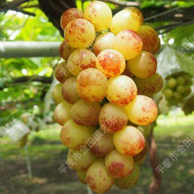 Jujube rose Grape seedlings Grape vines