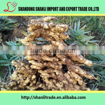 Fresh Old Ginger,fresh Nature Organic Ginger,fresh Ginger Price photo-2