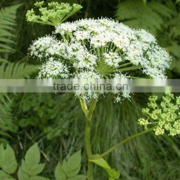 Angelica Root Chinese Medicine Essential Oil