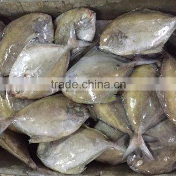 new frozen black pompano pomfret