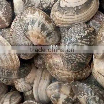 frozen whole short neck clam with shell for sale