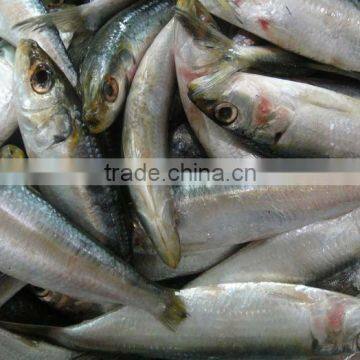 Sardinella