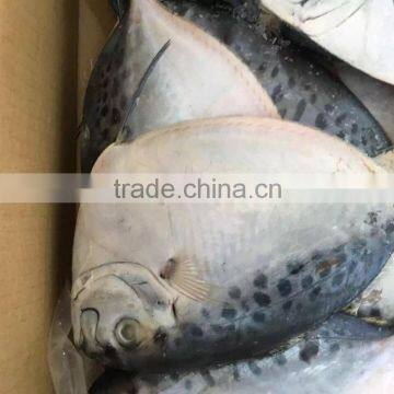 Chinese Moonfish Factory Price