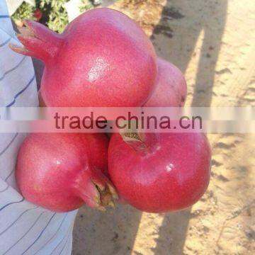 FRESH WONDERFUL POMEGRANATE