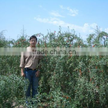 Chinese Ningxia Goji goqi wolfberry seeds for growing goji berries to benifit health