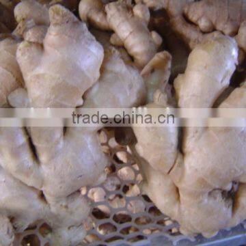 Fresh Air Dried Ginger photo-5