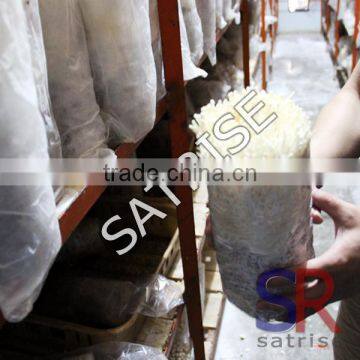 2016 Transparent Plastic Mushroom Bag For Mushroom Cultivation photo-5