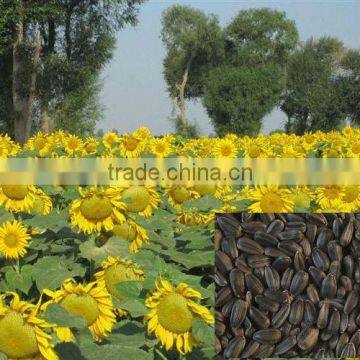 Bayannaoer sunflower seeds for oil