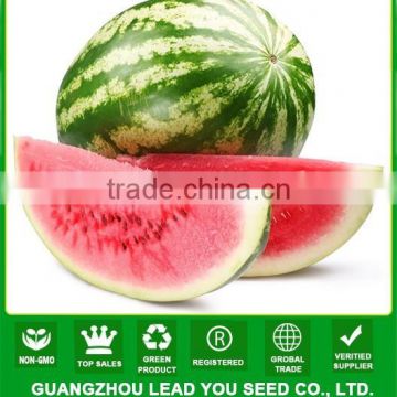 MW12 Meiguo aval green hybrid watermelon seeds in china seeds