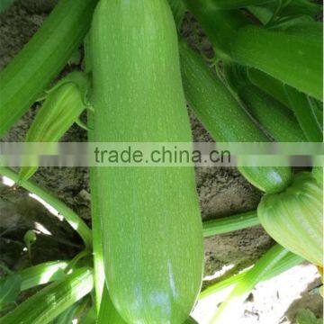Marrow/Squash Seed Qing Yu photo-5