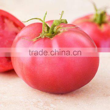 china product organic vegetable seeds tomato seed price for cultivation