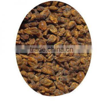 dried silkworm pupa fish food