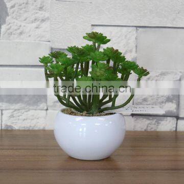 White Potted Mini Succulent Plants Bonsai photo-5