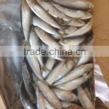 NEW FISH FROZEN SARDINE SEAFOOD FOR SALE