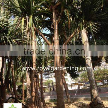 Pandanus Utilis high 4-5m landscaping tree