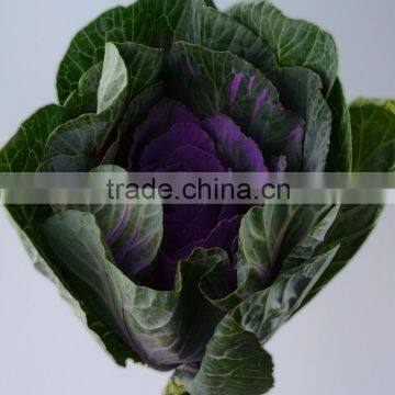 High quality OEM fresh cut Purple brassica