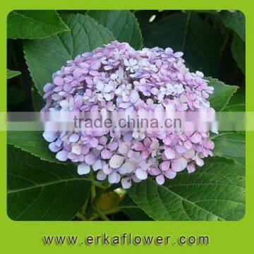 Hot selling vivid color hydrangea bouquet for pretty brid in wedding ceremony