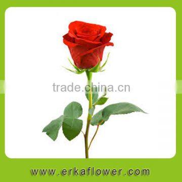 Hot sale antirrhinum rose seedlings